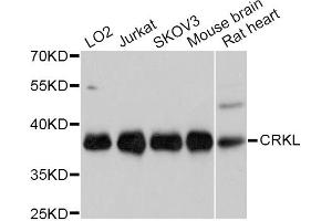 Western blot analysis of extracts of various cell lines, using CRKL Antibody (ABIN5997520) at 1/1000 dilution. (CrkL 抗体)