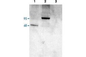 PDE4D polyclonal antibody  staining (1 ug/mL) of COS cell lysates (25 ug protein) : transfected with human PDE4D1 (1), transfected with human PDE4D3 (2), untransfected (3). (PDE4D 抗体  (C-Term))