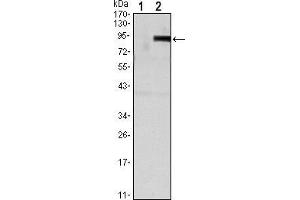 Western blot analysis using TNFRSF11B mAb against HEK293 (1) and TNFRSF11B(AA: 22-401)-hIgGFc transfected HEK293 (2) cell lysate. (Osteoprotegerin 抗体)