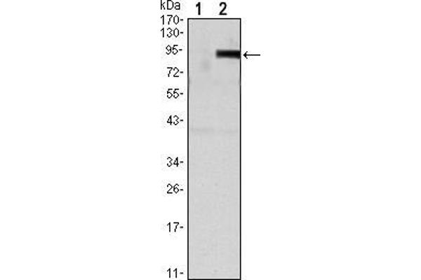 Osteoprotegerin 抗体