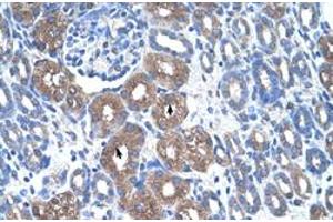 Immunohistochemical staining (Formalin-fixed paraffin-embedded sections) of human kidney with ASS1 polyclonal antibody  at 4-8 ug/mL working concentration. (ASS1 抗体  (N-Term))