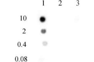 N6-Methyladenosine (m6A) antibody (pAb) tested by DNA dot blot analysis. (N6-Methyladenosine 抗体)