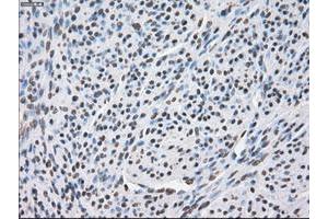 Image no. 7 for anti-P450 (Cytochrome) Oxidoreductase (POR) antibody (ABIN1497743) (POR 抗体)