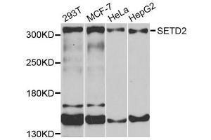 Western blot analysis of extracts of various cells, using SETD2 antibody. (SETD2 抗体  (AA 803-1103))