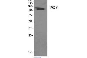 Western Blot (WB) analysis of specific cells using PKC zeta Polyclonal Antibody. (PKC zeta 抗体  (Thr33))