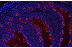IF analysis of TFF3 using anti-TFF3 antibody (ABIN5692886). (TFF3 抗体  (AA 23-81))
