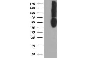 Western Blotting (WB) image for anti-CD80 (CD80) antibody (ABIN1497372) (CD80 抗体)