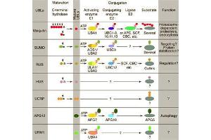 Conjugation pathways for ubiquitin and ubiquitin-like modifiers (UBLs). (CAND1 抗体  (C-Term))