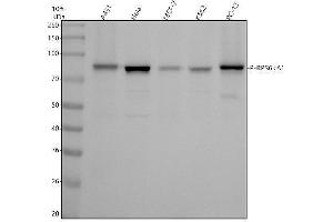 Western blot analysis of P-RPS6KA1 using anti-P-RPS6KA1 antibody (ABIN7603321).