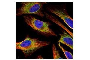 Immunofluorescence (IF) image for anti-Acyl-CoA Synthetase Long-Chain Family Member 4 (ACSL4) (C-Term) antibody (ABIN2854678)