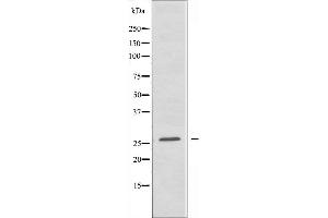 Western blot analysis of extracts from K562 cells, using TNFRSF9 antibody.