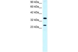 Western Blotting (WB) image for anti-Asialoglycoprotein Receptor 2 (ASGR2) antibody (ABIN2460819) (Asialoglycoprotein Receptor 2 抗体)