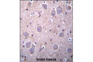 RAP1GDS1 Antibody immunohistochemistry analysis in formalin fixed and paraffin embedded human brain tissue followed by peroxidase conjugation of the secondary antibody and DAB staining. (RAP1GDS1 抗体  (AA 217-244))