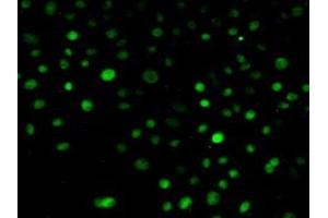 Detection of NUP88 in Human Hela Cells using Polyclonal Antibody to Nucleoporin 88 (NUP88) (NUP88 抗体  (AA 57-296))