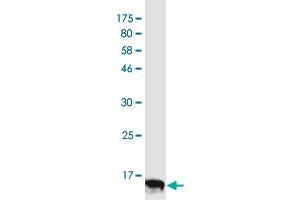 Western Blotting (WB) image for anti-Tumor Necrosis Factor Receptor Superfamily, Member 9 (TNFRSF9) (AA 46-128) antibody (ABIN2752585)