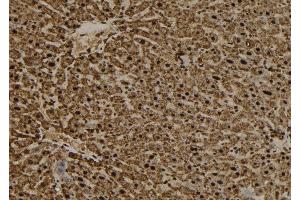 ABIN6277558 at 1/100 staining Mouse liver tissue by IHC-P. (RANGAP1 抗体  (N-Term))