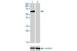 Western Blotting (WB) image for anti-Eukaryotic Translation Initiation Factor 4 gamma 3 (EIF4G3) (AA 1-516) antibody (ABIN599055) (EIF4G3 抗体  (AA 1-516))