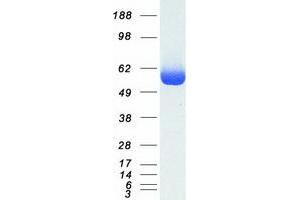 Western Blotting (WB) image for Cytosol Aminopeptidase (LAP3) (Active) protein (Myc-DYKDDDDK Tag) (ABIN2712411)
