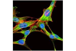 Immunofluorescence (IF) image for anti-Eukaryotic Translation Initiation Factor 4B (EIF4B) antibody (ABIN1107074)