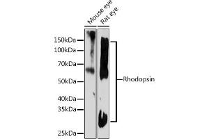Western blot analysis of extracts of various cell lines, using Rhodopsin Rabbit mAb (ABIN7269974) at 1:1000 dilution. (Rho-related GTP-binding protein 抗体)