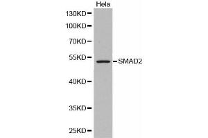 Western Blotting (WB) image for anti-SMAD, Mothers Against DPP Homolog 2 (SMAD2) antibody (ABIN1513537) (SMAD2 抗体)