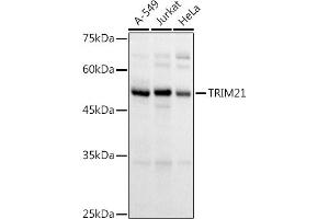 Western blot analysis of extracts of various cell lines, using TRIM21/SS-A antibody (ABIN6131376, ABIN6149506, ABIN6149507 and ABIN6217587) at 1:1000 dilution. (TRIM21 抗体  (AA 80-330))