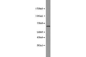 Western Blotting (WB) image for Platelet activating factor (PAF) ELISA Kit (ABIN1116537) (Platelet activating factor (PAF) ELISA 试剂盒)