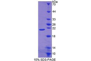 SDS-PAGE analysis of Mouse POFUT1 Protein.
