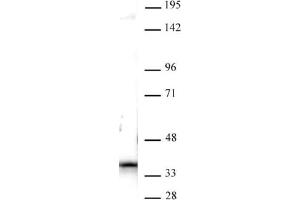 Nucleophosmin antibody (pAb) tested by Western blot. (NPM1 抗体  (C-Term))