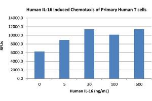 SDS-PAGE of Human Interleukin-16 Recombinant Protein Bioactivity of Human Interleukin-16 Recombinant Protein. (IL16 蛋白)