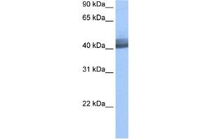 RBM4 antibody used at 0. (RBM4 抗体  (Middle Region))