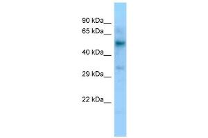WB Suggested Anti-LIPC Antibody Titration: 1. (LIPC 抗体  (C-Term))