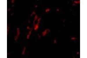 Immunofluorescence of CDCA8 in rat kidney tissue with AP30218PU-N CDCA8 antibody at 20 μg/ml. (CDCA8 抗体  (N-Term))
