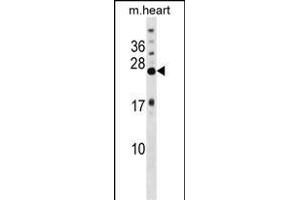 KCNIP4 Antibody (N-term) (ABIN1539647 and ABIN2848467) western blot analysis in mouse heart tissue lysates (35 μg/lane). (KCNIP4 抗体  (N-Term))