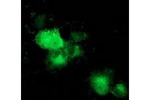 Anti-MAPRE2 mouse monoclonal antibody (ABIN2454553) immunofluorescent staining of COS7 cells transiently transfected by pCMV6-ENTRY MAPRE2 (RC200259). (MAPRE2 抗体)