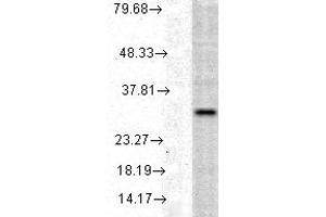 HO 1, human cell line mix copy. (HMOX1 抗体)
