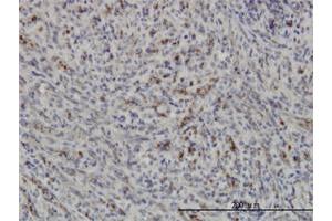 Immunoperoxidase of monoclonal antibody to PRKAA1 on formalin-fixed paraffin-embedded human spleen.