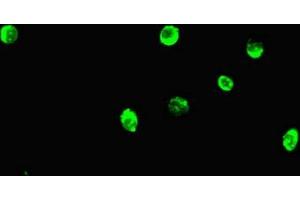 Immunofluorescent analysis of Hela cells using ABIN7165797 at dilution of 1:100 and Alexa Fluor 488-congugated AffiniPure Goat Anti-Rabbit IgG(H+L) (MAX 抗体  (AA 1-58))