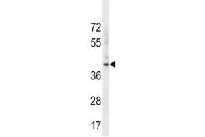 BMI1 antibody western blot analysis in K562 lysate.