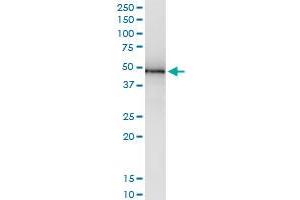 Immunoprecipitation of RNH1 transfected lysate using anti-RNH1 MaxPab rabbit polyclonal antibody and Protein A Magnetic Bead , and immunoblotted with RNH1 purified MaxPab mouse polyclonal antibody (B01P) . (RNH1 抗体  (AA 1-461))