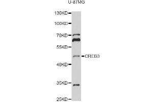 Western blot analysis of extracts of U-87MG cells, using CREB3 antibody (ABIN6291021) at 1:1000 dilution. (CREB3 抗体)