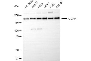 Western blotting analysis using IQGAP1 antibody (ABIN7799121). (Recombinant IQGAP1 抗体)