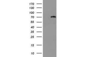 Image no. 1 for anti-DEAD (Asp-Glu-Ala-Asp) Box Polypeptide 59 (DDX59) (AA 1-303) antibody (ABIN1490733) (DDX59 抗体  (AA 1-303))