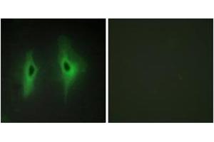 Immunofluorescence (IF) image for anti-Diacylglycerol Kinase, eta (DGKH) (AA 771-820) antibody (ABIN2889661) (DGKH 抗体  (AA 771-820))