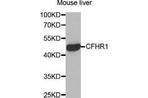 Western Blotting (WB) image for anti-Complement Factor H-Related 1 (CFHR1) (AA 151-330) antibody (ABIN6219787) (CFHR1 抗体  (AA 151-330))