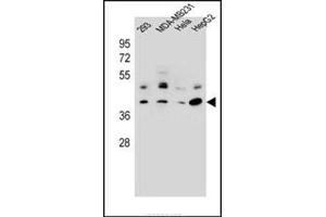 Western blot analysis in 293, MDA-MB231, Hela, HepG2 cell line lysates (35 mg/lane) using RRAGC Antibody (Center) Cat. (GTR2 抗体  (Middle Region))