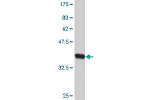 Western Blot detection against Immunogen (37. (ALOX12 抗体  (AA 564-663))