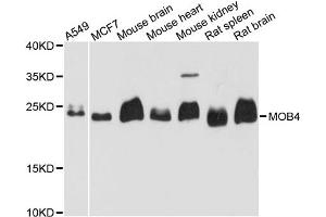 Western blot analysis of extracts of various cell lines, using MOB4 antibody. (MOBKL3 抗体)