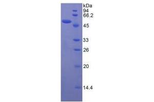 SDS-PAGE analysis of Human Apelin Protein. (Apelin Protein (APLN))