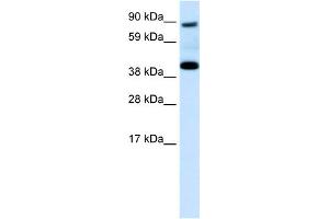 WB Suggested Anti-SERPINF1 Antibody Titration:  0. (PEDF 抗体  (N-Term))